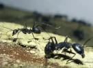 eso-ant.webp
