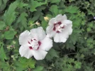 PICT0002.webp