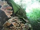 DSCF2472.webp
