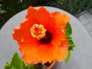 20180729_071133.webp
