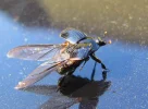 pic (13).webp