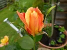 P1060331.webp