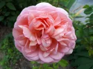 20180730_173500.webp