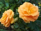 20180729_084156.webp