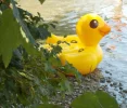 DSCN3998 (2).webp
