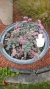 Garten Juli 2018 015.webp