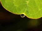 pic (1).webp