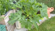 Garten Juli 2018 001.webp
