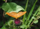 DSCF2409.webp