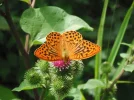 DSCF2413.webp