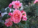 20180817_190138.webp