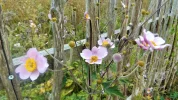DSCF9831 (3).webp