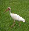 ... Ibis ...