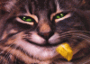 3 Katgze.gif