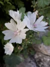 20180819_191618.webp
