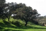 Tamera 010.webp