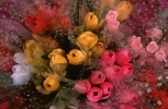 11blumen.webp