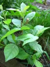 pflanze01.webp