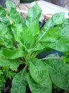 pflanze02.webp