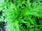 pflanze04.webp