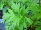 pflanze04det.webp