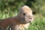 Kaninchen_Christoph_023.webp