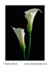 Calla.webp