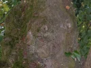 Baum.webp