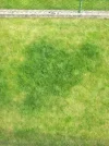 herz im gras.webp