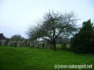 Bretagne+Menhire+be+Carnac.webp