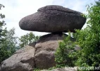schwammerling.webp