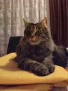 Yogi auf Liege3.webp