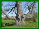 Linde Stamm.webp