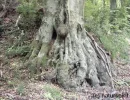 Wurzel1.webp