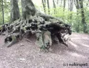 Wurzel.webp