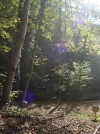 wood.webp