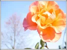 Letzte Rosen.webp