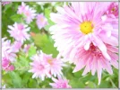 Chrysanthemen 2.webp