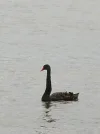 S6000037.webp