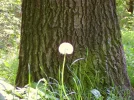 Blumen6.webp