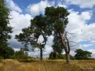 Kiefern.webp