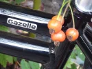 rosengazelle.webp