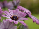 pic (65).webp
