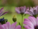 pic (67).webp