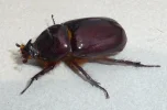 Nashornkäfer.webp