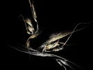 FABERGE A27.webp