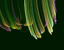 FABERGE C9.webp