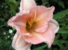 PICT0006.webp