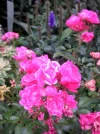PICT0010.webp