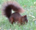 Eichhoernchen_01.webp